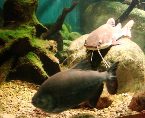 Niagara aquarium